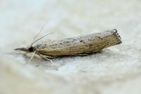 Pediasia contaminella