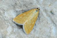 Sitochroa verticalis