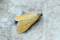 Sitochroa verticalis