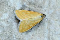 Sitochroa verticalis