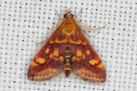 Pyrausta aurata