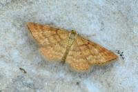Idaea serpentata