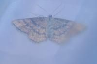 Idaea serpentata