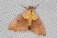 Agrotera nemoralis