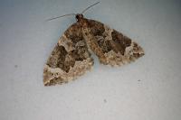 Eulithis prunata