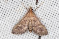 Metasia corsicalis