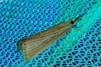 Agriphila straminella