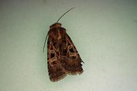 Chersotis oreina