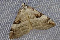 Aplocera praeformata