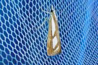 Catoptria gr. permutatellus