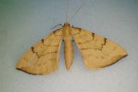 Gandaritis pyraliata