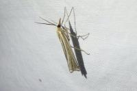 Ancylolomia tentaculella