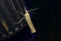 Ancylolomia tentaculella