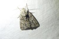 Acronicta auricoma