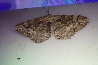 Alcis repandata