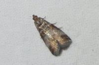 Acrobasis tumidana