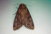 Apamea lateritia