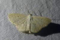 Scopula immutata