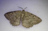 Yezognophos serotinaria dognini