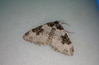 Xanthorhoe fluctuata