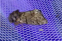 Thaumetopoea pityocampa