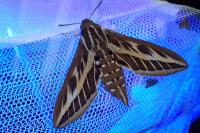 Hyles livornica