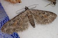 Eupithecia icterata