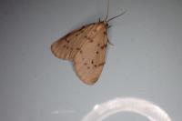 Paidia rica