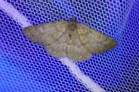 Gnophos obfuscata