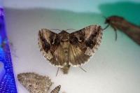 Autographa gamma