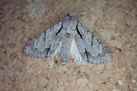 Acronicta psi