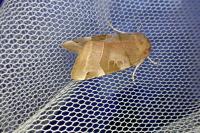 Noctua fimbriata