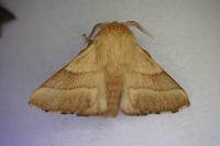 Malacosoma neustria
