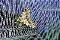 Lymantria monacha