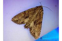 Apamea monoglypha monoglypha