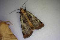 Epilecta linogrisea