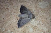 Amphipyra tragopoginis