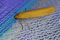 Indalia lutarella