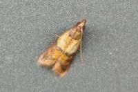 Plodia interpunctella