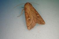 Mythimna conigera
