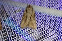Bryophila raptricula