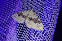 Xanthorhoe montanata