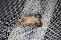 Agrotis clavis clavis