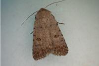 Caradrina clavipalpis