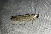 Homoeosoma nebulellum