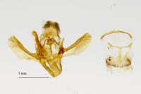 Homoeosoma nebulellum