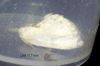 Cilix glaucata