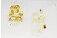 Cilix glaucata