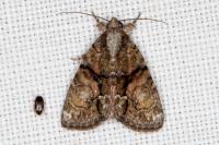 Cryphia ochsi