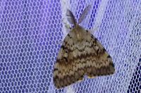 Lymantria dispar